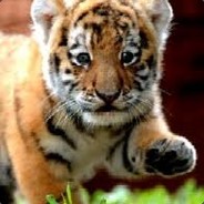 NiceTiger
