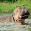 The Shinny Hippopotamus