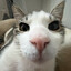 sirgiggleballs