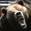 Queen_of_Grizzlies