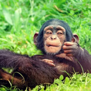 дикий булат