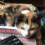 Charmeow