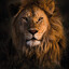 The Lion