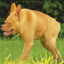 Cachorro Cururu