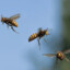 3 angry hornets from botswana