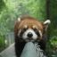 Red panda t(._.t) Protector