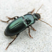 Harpalus somereni