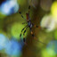 Spiders