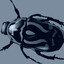 IBeetle