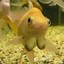 Fish_Tiddies