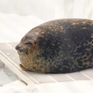 Breadseal
