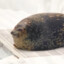 Breadseal