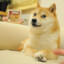 Shiba