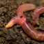 GIRTH_WORM