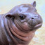 Pigmy Hippo