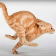 Cat42 avatar