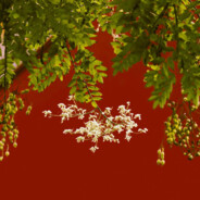 城南小陌又逢春