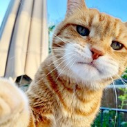 那不就是白给吗！