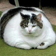 ST 1115 FatCat