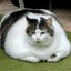 Fat Cat