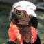 Red Wet Vulture