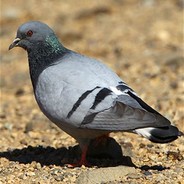 Columba Rupestris