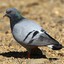 Columba Rupestris