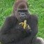 gorilla eat banana what?