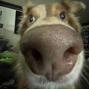 Doggo