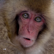 Snow Monkey 69