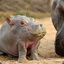 Horny Baby Hippo