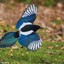 Superfly Magpie