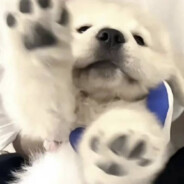 会后空翻的披萨