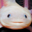 AXOLOTL