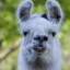 llama