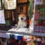 柴柴便利店