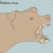 Rabies virus