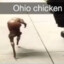 Im just a normal chicken in ohio