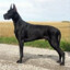 Great Dane