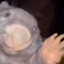Avatar of BOBR KURWA