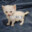 spoon Steam avatar