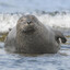 Seal