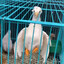 梅所谓