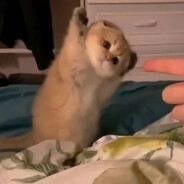 我会发光BlingBling