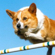 a jumpy dog