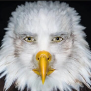 Go Birds Dih