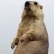 SGS_我要成为原神高手