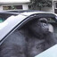 gorilla in a coupe