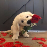 |𝒯𝒜𝒯𝒜𝑅𝐼𝒩|