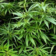 '̿̿\̵͇̿̿\=(•̪●)=/̵͇̿̿/''